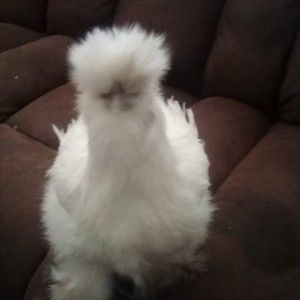 Meet your Posher, Richard